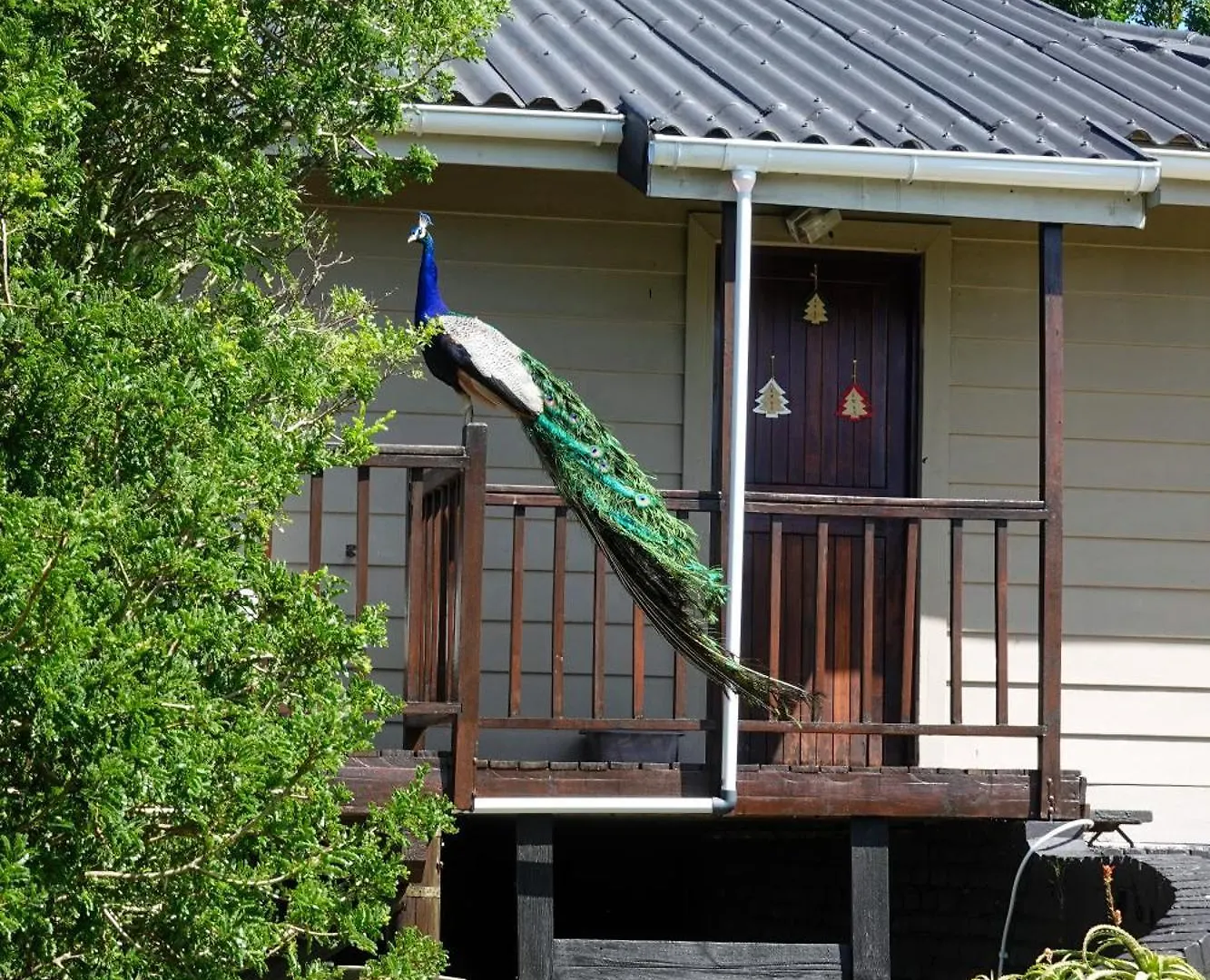 Soutelande Country Stay - Close To 1#Beach In Pe Port Elizabeth Holiday home
